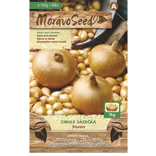 Cibuľa sadzačka STURON žltá karta 100g, 8-16mm