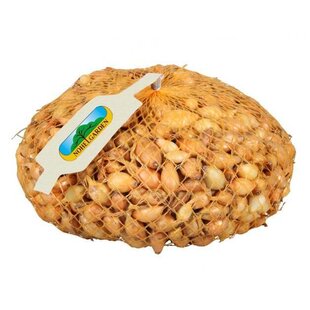 Cibuľa sadzačka VŠETANA 500g, 8-16mm