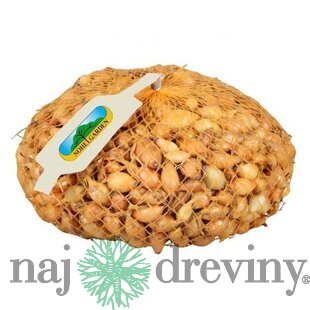 Cibuľa sadzačka VŠETANA 500g, 8-16mm