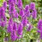 Čistec Hummelo -Betonika lekárska 15/25 cm v črepníku 2l Betonica officinalis ‘Hummelo‘
