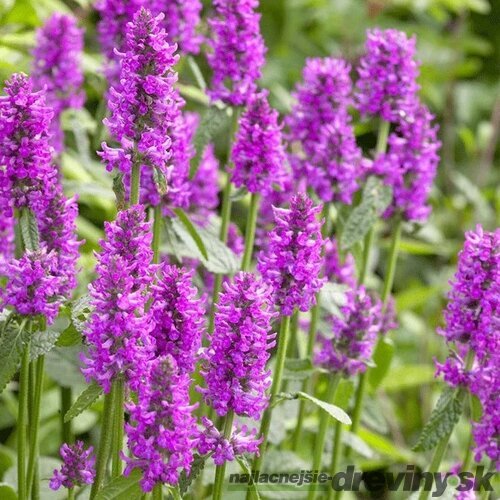 Čistec Hummelo -Betonika lekárska 15/25 cm v črepníku 2l Betonica officinalis ‘Hummelo‘