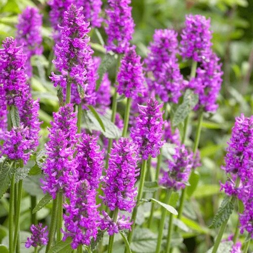 Čistec Hummelo -Betonika lekárska 15/25 cm v črepníku 2l Betonica officinalis ‘Hummelo‘