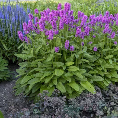 Čistec Hummelo, výška 15/20 cm, v črepníku P9 Stachys monieri Hummelo