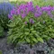 Čistec Hummelo, výška 15/20 cm, v črepníku P9 Stachys monieri Hummelo