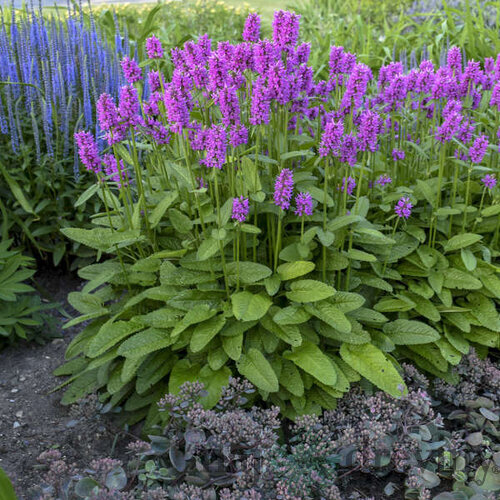 Čistec Hummelo, výška 15/20 cm, v črepníku P9 Stachys monieri Hummelo