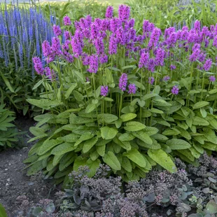 Čistec Hummelo, výška 15/20 cm, v črepníku P9 Stachys monieri Hummelo