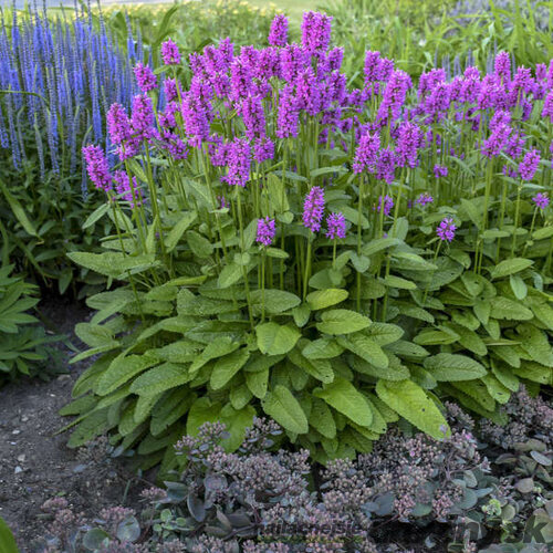 Čistec Hummelo, výška 15/20 cm, v črepníku P9 Stachys monieri Hummelo