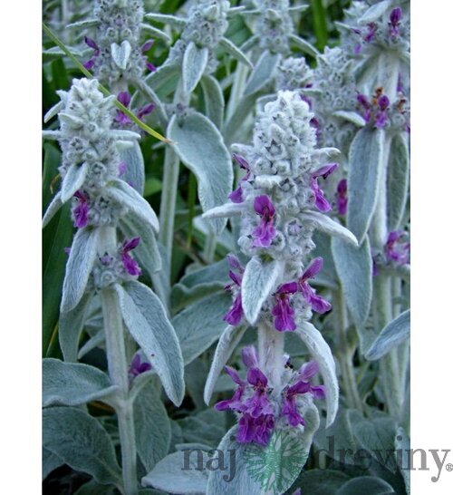 Čistec vlnatý, v črepníku Stachys Byzantina