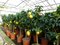 Citrón - citrónovník, už rodiaci, štepený, na kmienku 30/60 cm, v črepníku 3l Citrus limon