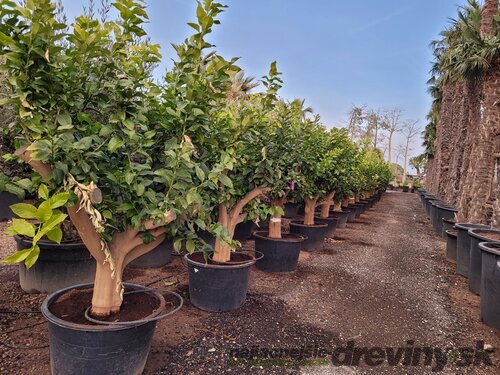 Citrón - citrónovník XXL bohato rodiaci 20 ročný v črepníku 100l Citrus × sinensis