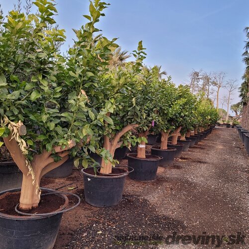 Citrón - citrónovník XXL bohato rodiaci 20 ročný v črepníku 100l Citrus × sinensis