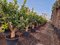 Citrón - citrónovník XXL bohato rodiaci 20 ročný v črepníku 100l Citrus × sinensis