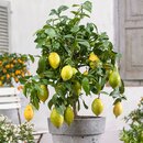 Citrus