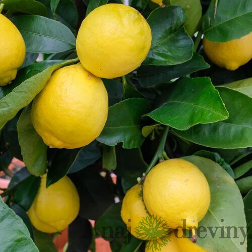 Citrus limon Lemonade - Osviežujúci citrónový strom pre Váš interiér aj záhradu 30/40 cm, v črepníku Citrus limon Lemonade