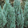 Columnaris