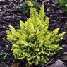 Coralliformis Aurea