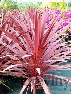 Cordylina
