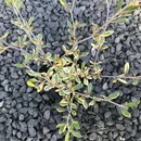 Corokia