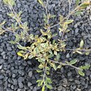 Corokia