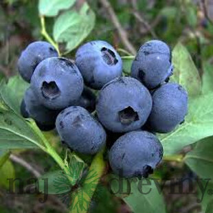 Čučoriedka Berkeley, v kvetináči Vaccinium corymbosum Berkeley