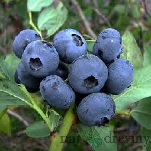 Čučoriedka Berkeley, v kvetináči Vaccinium corymbosum Berkeley