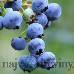 Čučoriedka Bluecorp 30/50 cm, v kvetináči 2l Vaccinium corymbosum Bluecorp