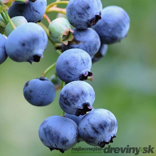 Čučoriedka Bluecorp 30/50 cm, v kvetináči 2l Vaccinium corymbosum Bluecorp