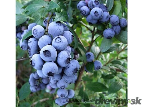 Čučoriedka Bluegold, výška 50/60 cm, v kvetináči Vaccinium corymbosum Bluegold