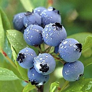 Čučoriedka Brigitta Blue, výška 55/75 cm, v črepníku Vaccinium corymbosum Brigitta