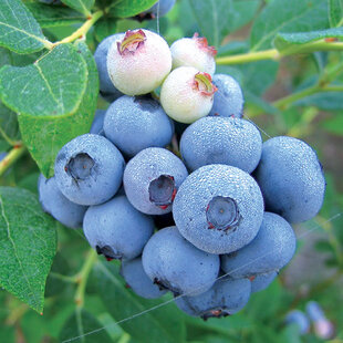 Čučoriedka Darrow, v kvetináči Vaccinium corymbosum Darrow