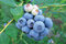 Čučoriedka Darrow, v kvetináči Vaccinium corymbosum Darrow