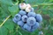 Čučoriedka Darrow, v kvetináči Vaccinium corymbosum Darrow