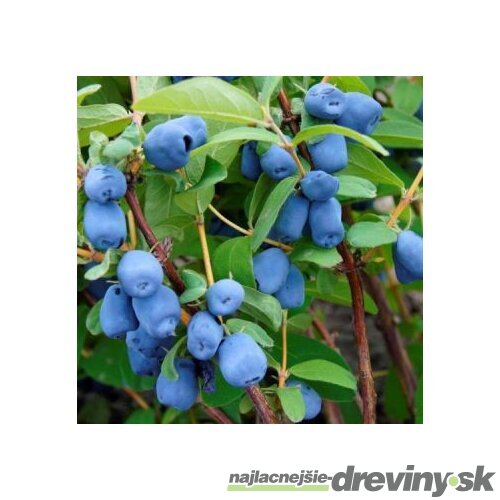 Čučoriedka kamčatská Sinoglaska, výška 20/50 cm, v črepníku 2l Lonicera kamtschatica Sinoglaska