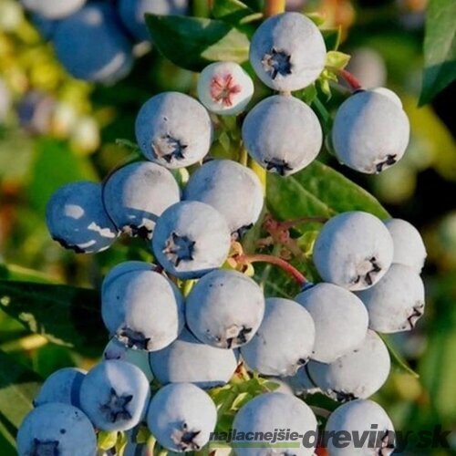 Čučoriedka kanadská ´BABY BLUES´, výška 50/60 cm, v črepníku 2,5l Vaccinium corymbosum ‘Baby Blues‘
