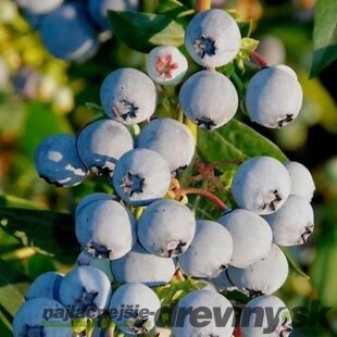 Čučoriedka kanadská ´BABY BLUES´, výška 50/60 cm, v črepníku 2,5l Vaccinium corymbosum ‘Baby Blues‘