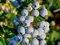 Čučoriedka kanadská ´BABY BLUES´, výška 50/60 cm, v črepníku 2,5l Vaccinium corymbosum ‘Baby Blues‘