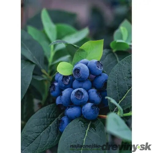 Čučoriedka kanadská ´BLUEGOLD´, výška 40/50 cm, v črepníku 2l Vaccinium corymbosum Bluegold