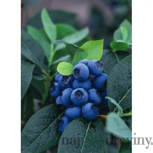 Čučoriedka kanadská ´BLUEGOLD´, výška 40/50 cm, v črepníku 2l Vaccinium corymbosum Bluegold