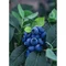 Čučoriedka kanadská ´BLUEGOLD´, výška 40/50 cm, v črepníku 2l Vaccinium corymbosum Bluegold