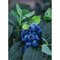 Čučoriedka kanadská ´BLUEGOLD´, výška 40/50 cm, v črepníku 2l Vaccinium corymbosum Bluegold
