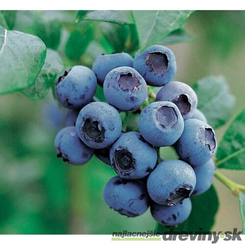 Čučoriedka kanadská ´BLUEJAY´, výška 40/50 cm, v črepníku 1,5l Vaccinium corymbosum Bluejay‘
