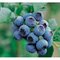 Čučoriedka kanadská ´BLUEJAY´, výška 40/50 cm, v črepníku 1,5l Vaccinium corymbosum Bluejay‘