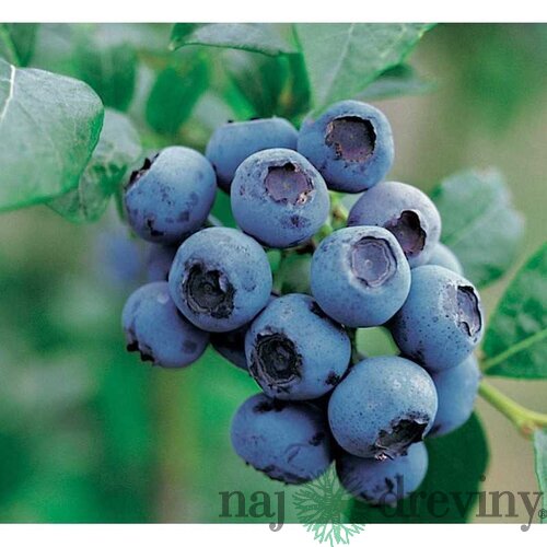 Čučoriedka kanadská ´BLUEJAY´, výška 40/50 cm, v črepníku 1,5l Vaccinium corymbosum Bluejay‘