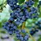 Čučoriedka kanadská ´CHANDLER´, výška 60/80 cm, v črepníku 5l Vaccinium corymbosum Chandler