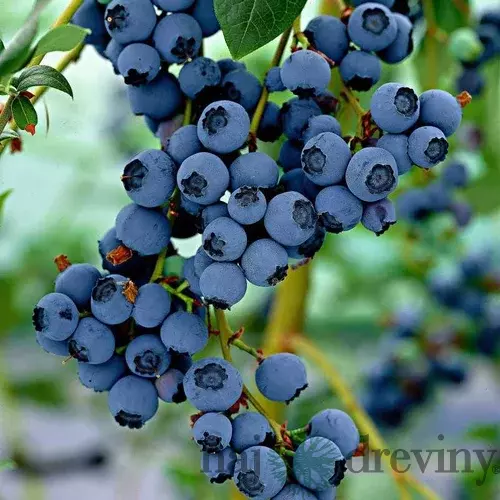 Čučoriedka kanadská ´CHANDLER´, výška 60/80 cm, v črepníku 5l Vaccinium corymbosum Chandler