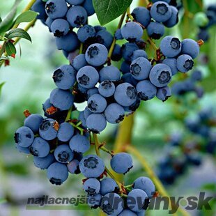 Čučoriedka kanadská ´CHANDLER´, výška 60/80 cm, v črepníku 5l Vaccinium corymbosum Chandler