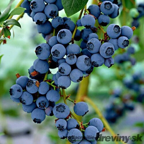 Čučoriedka kanadská ´CHANDLER´, výška 60/80 cm, v črepníku 5l Vaccinium corymbosum Chandler
