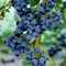 Čučoriedka kanadská ´CHANDLER´, výška 60/80 cm, v črepníku 5l Vaccinium corymbosum Chandler