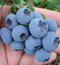 Čučoriedka kanadská Chanticleer, výška 20/40 cm, v črepníku 2l Vaccinium corymbosum Chanticleer
