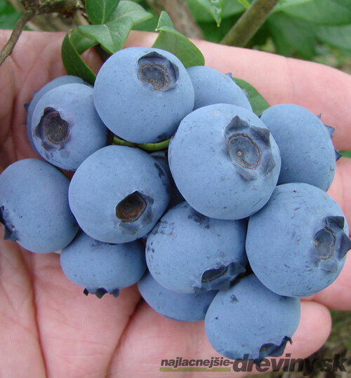Čučoriedka kanadská Chanticleer, výška 20/40 cm, v črepníku 2l Vaccinium corymbosum Chanticleer
